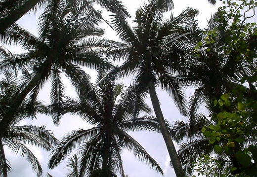 199906271221-PDRM0018.jpg