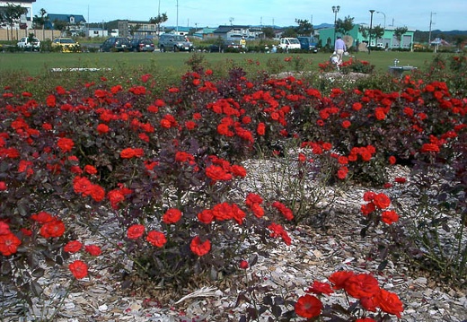 199909221414-PDRM0190.jpg