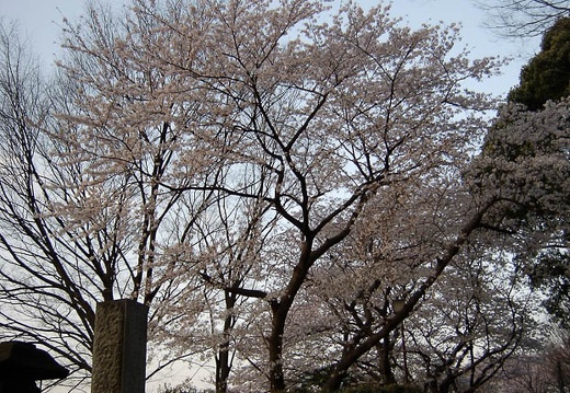 200404030535-SANY0018.jpg