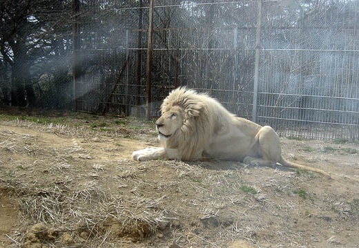 200504171100-SANY0032.jpg