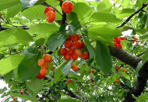 06.24 米沢城址、笹野観音