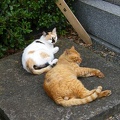 200806071729-DSCF2133.jpg