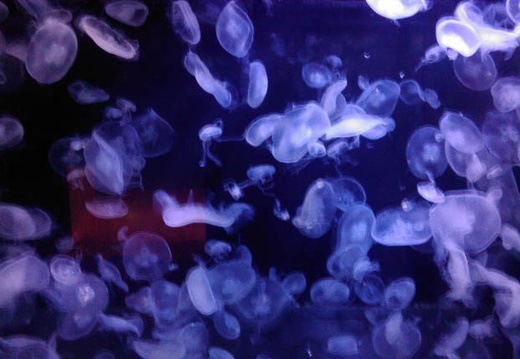 20090131092358-S21HT.jpg