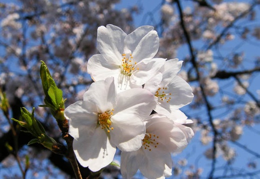 04.03 川崎