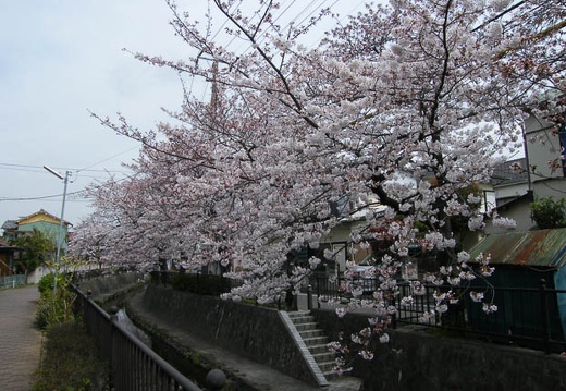 200904041006-DSCF4155.jpg