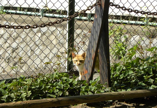 200904230957-DSCN0439.jpg