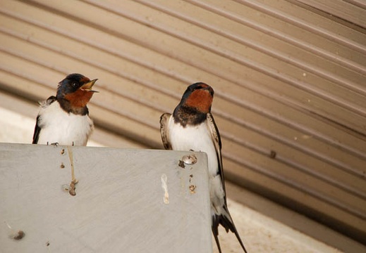 200905091340-DSC00029.jpg