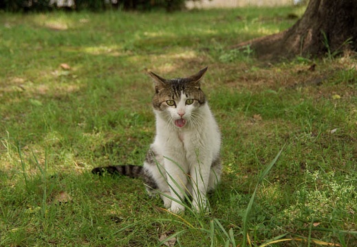 200905121210-DSC01184.jpg