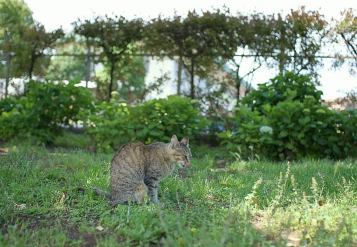 200905180915-DSC03217.jpg