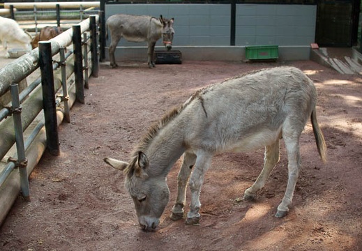 200905200759-DSC03562.jpg