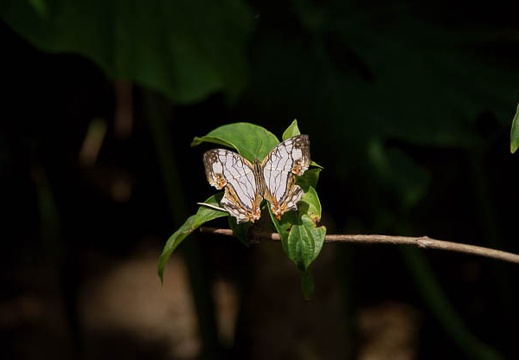 200905231309-DSC03989.jpg