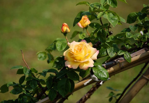 200905260820-DSC04800.jpg