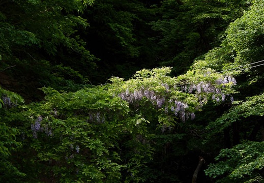 200905260838-DSC04825.jpg