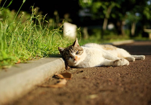 200906020559-DSC05996.jpg