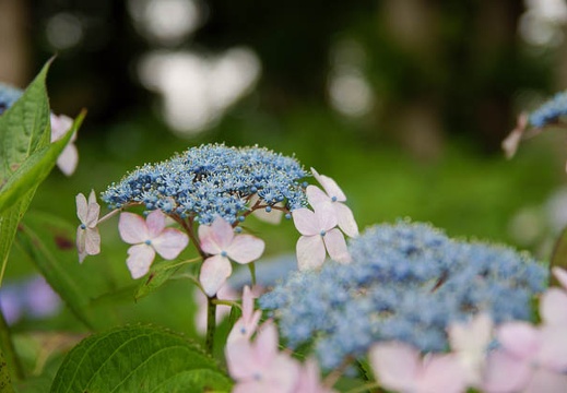 200906141232-DSC06538.jpg