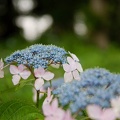 200906141232-DSC06538.jpg
