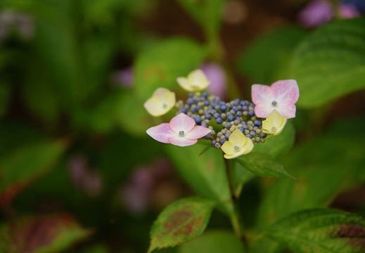 200906141233-DSC06540.jpg