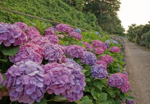 200906191758-DSC07024.jpg