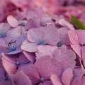 200906191758-DSC07025.jpg