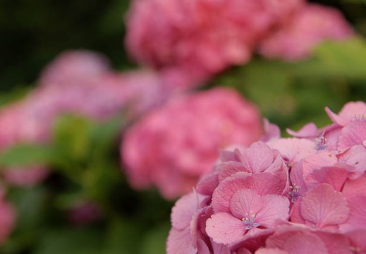 200906191803-DSC07033.jpg