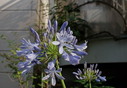 200906231702-DSC07974.jpg