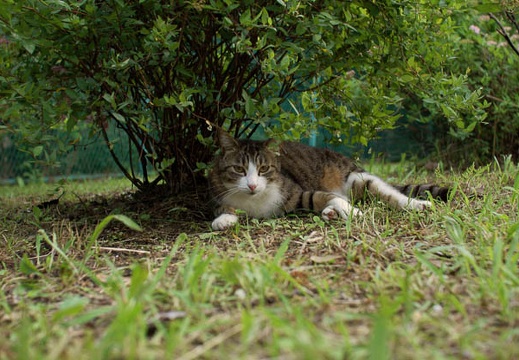 200906231758-DSC08077.jpg