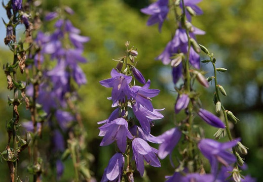 200906270954-DSC08226.jpg