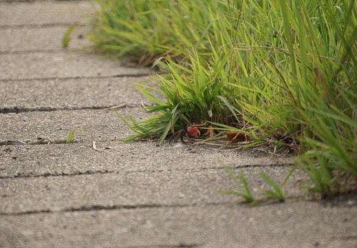 200907041619-DSC08718.jpg