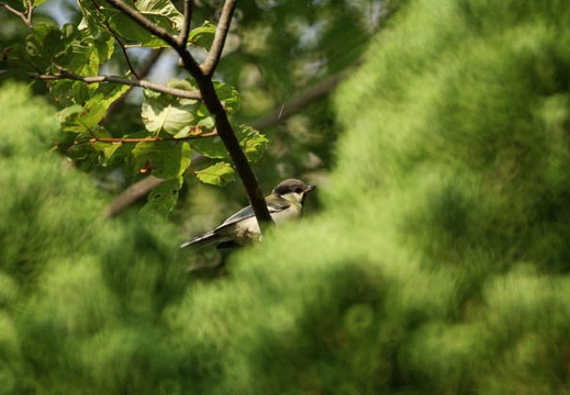 200907041707-DSC08734.jpg