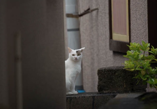 200907041825-DSC08807.jpg