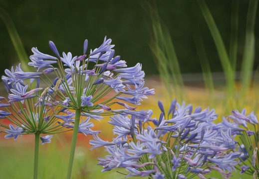 200907051022-DSC08884.jpg
