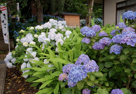 200907110808-DSC09426.jpg