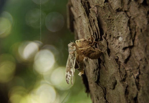 200907130625-DSC00175.jpg