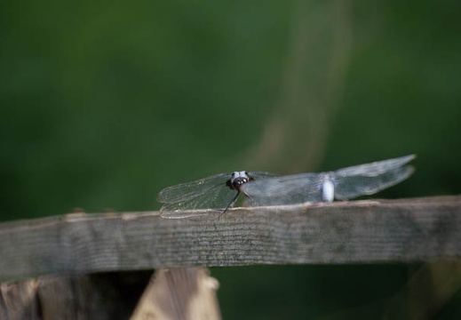 200907151551-DSC00638.jpg
