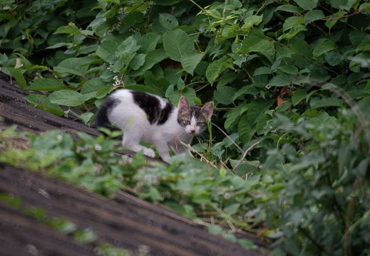 200907180601-DSC00767.jpg
