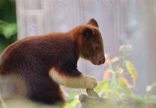 07.19 よこはま動物園ズーラシア