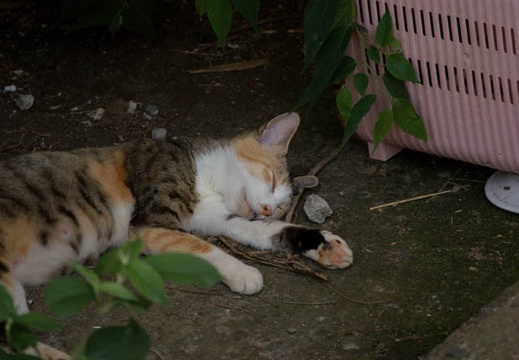 200907251302-DSC01847.jpg