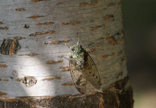 200907251519-DSC02085.jpg