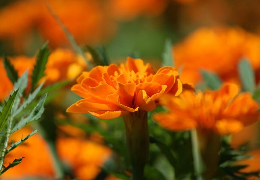 200907261448-DSC02262.jpg