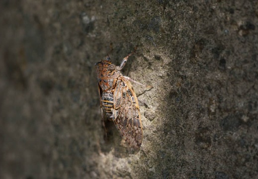 200907261449-DSC02269.jpg