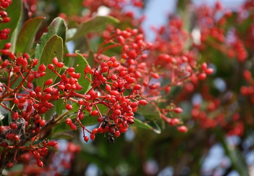 200908011407-DSC02475.jpg