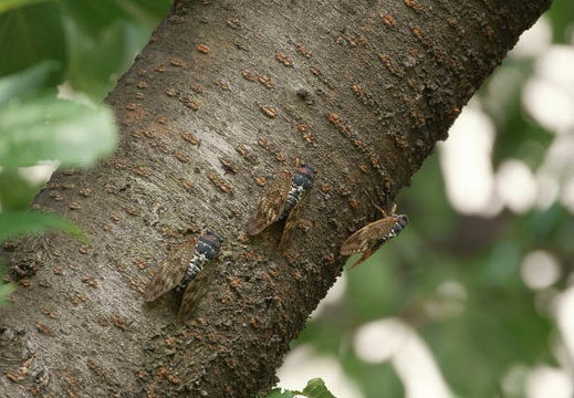200908011415-DSC02492.jpg