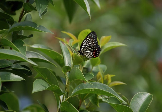 200908011422-DSC02506.jpg