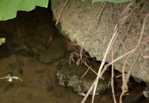 200908011444-DSC02531.jpg