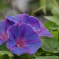 200908011448-DSC02534.jpg