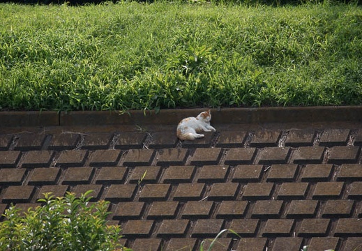 200908011510-DSC02554.jpg
