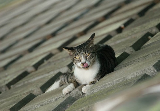 200908011511-DSC02558.jpg