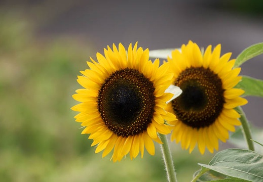 200908011609-DSC02647.jpg