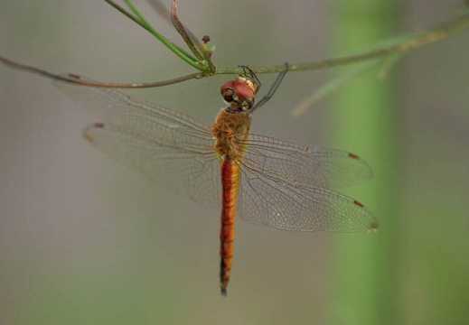 200908011642-DSC02681.jpg