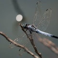200908031453-DSC02768.jpg